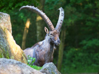 Steinbock-Vater beobachtet Junges von erhöhter Warte (Foto: Ralf Blechschmidt)