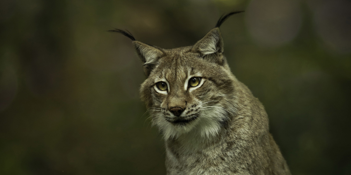 Luchs (Foto: Cornelia Arens)