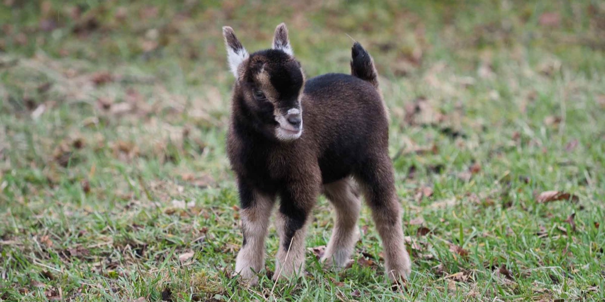 Bislang jüngster Wildparkbewohner ist dieses süße Zicklein (Foto: Ralf Blechschmidt)