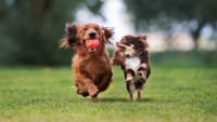 Zwei kleine Hunde laufen über eine Wiese (Foto: otsphoto/shutterstock)