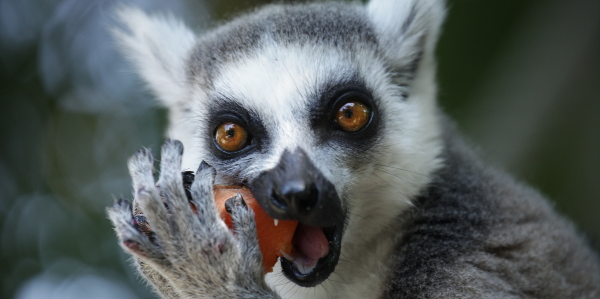 Katta im Zoo Saarbrücken frisst Obst