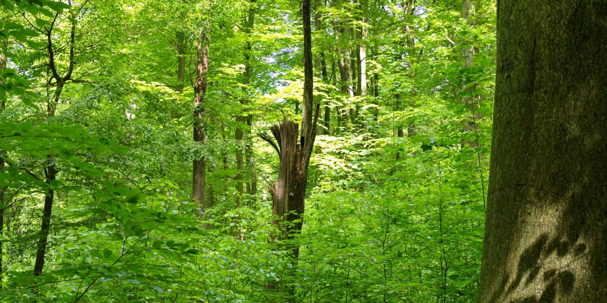 Waldbestand in dem als Urwald geplanten Teil des Stadtwaldes