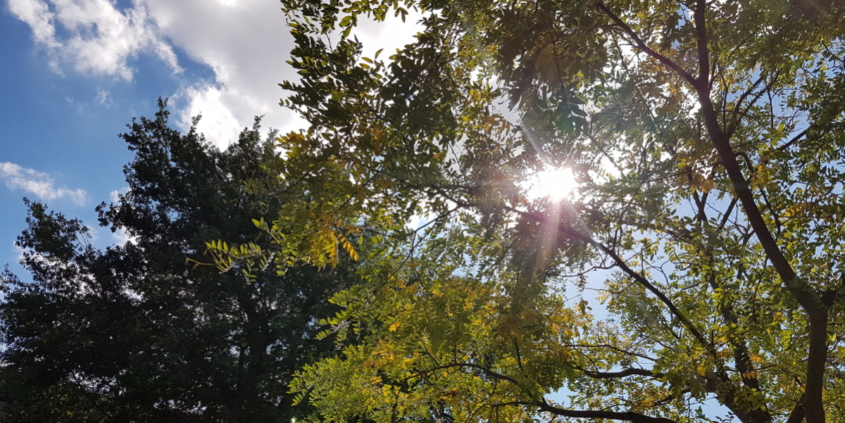 Baumkronen mit Sonne im Hintergrund