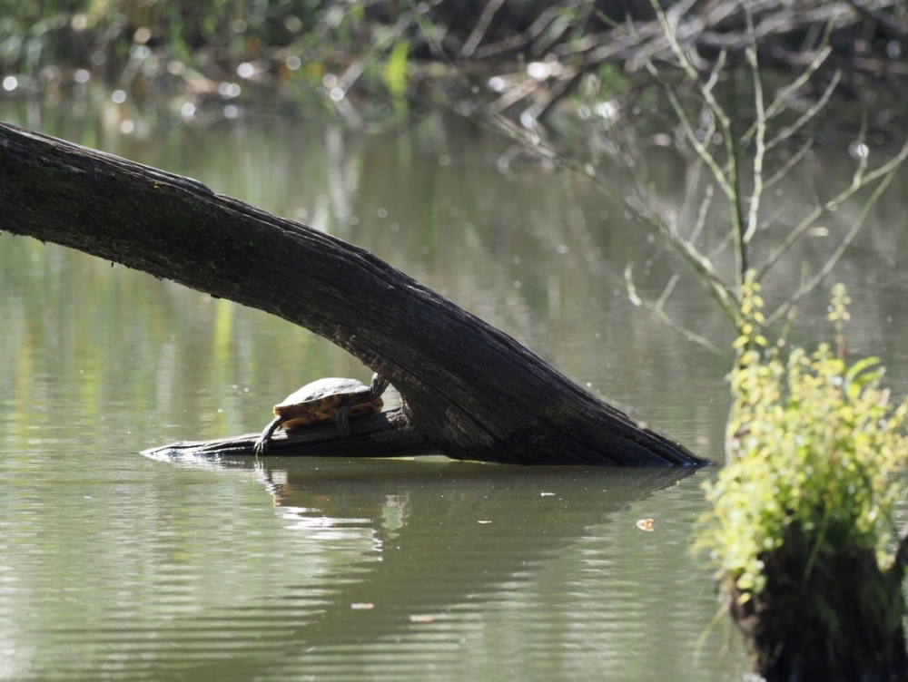 Die vor Jahren ausgesetzte Schmuckschildkröte genießt die letzten warmen Sonnenstrahlen