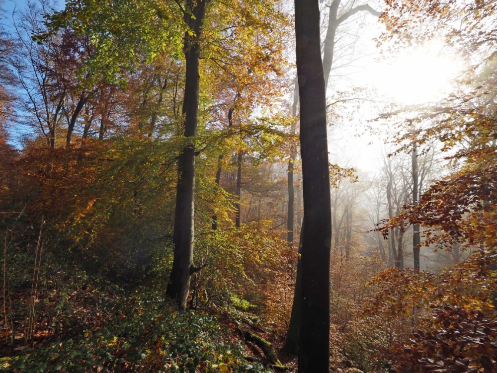Stadtwald bei Ensheim im Herbst 2021