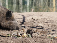 Frischlinge im Wildpark 2022