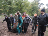 ZBB-Mitarbeiter helfen beim Verladen - Wildpark Saarbrücken gibt zwei Wisente an das Wisentgehege in Springe, Niedersachsen ab