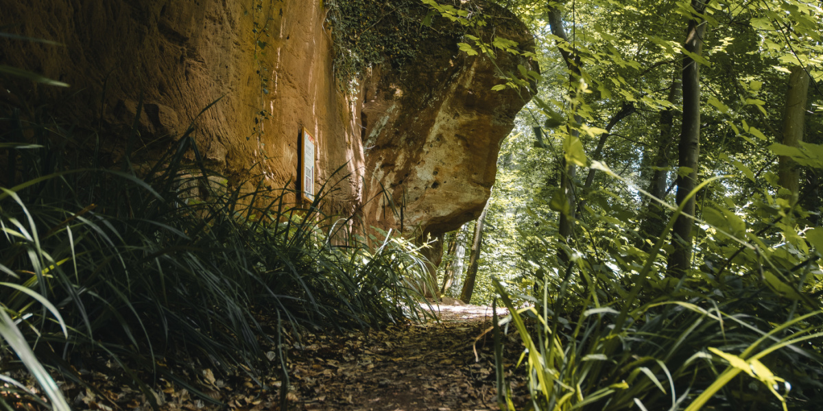 Eine große Felswand in einem Wald