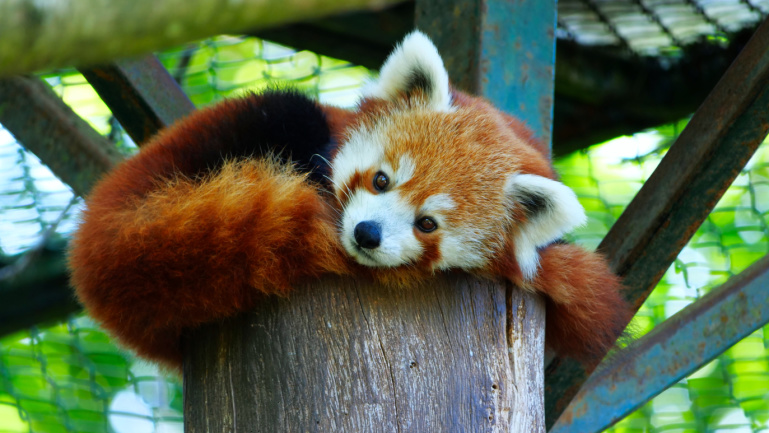 Ein roter Panda liegt auf einer Vorrichtung im Gehege