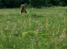 Wiese mit einem Braunbär