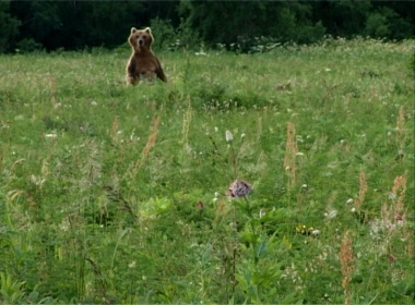 Wiese mit einem Braunbär