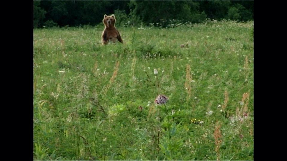 Wiese mit einem Braunbär