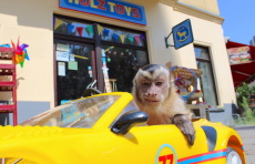 Ein Affe sitzt in einem kleinen gelben Cabrio, er schaut in die Kamera.