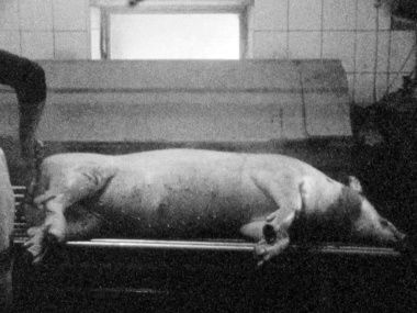 Ein totes Schwein liegt auf einer Liege aus Metall. Das Foto ist in schwarz-weiß.