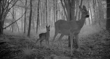 Ein Reh und ihr Kitz im Wald. Das Bild ist schwarz-weiß.