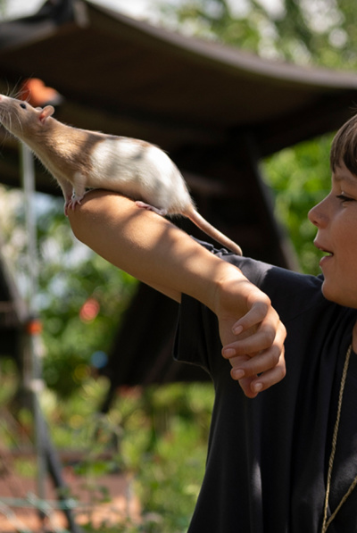Club der bunten Ratten Ein Junge hält ein Farbratte auf dem Arm.