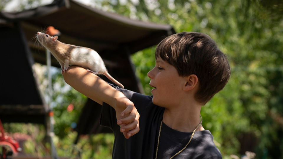 Ein Junge hält ein Farbratte auf dem Arm. Ein Junge hält ein Farbratte auf dem Arm.