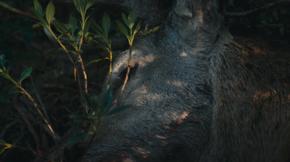 Filmstill LES CHASSERESSES