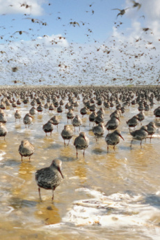 Filmstill IM LICHT DER SANDBANK
