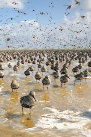 IM LICHT DER SANDBANK Filmstill IM LICHT DER SANDBANK